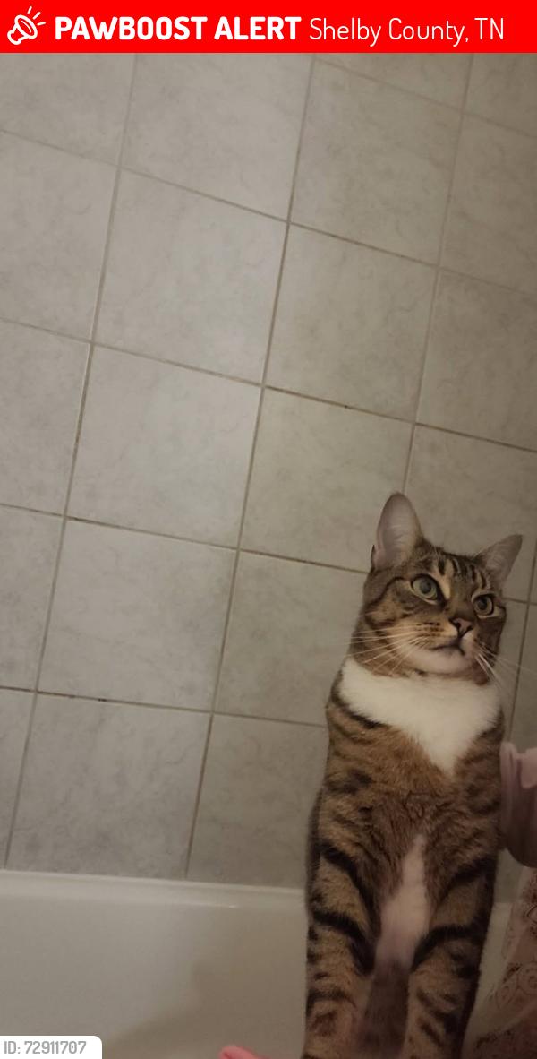 Lost Female Cat last seen Greenlawn cv and crestfield rd, Shelby County, TN 38053