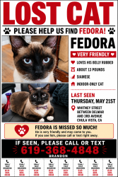 Lost Male Cat last seen Whitney street between 3rd and delmar, Chula Vista, CA 91910