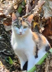 Found/Stray Female Cat last seen Park, Hughson, CA 95326