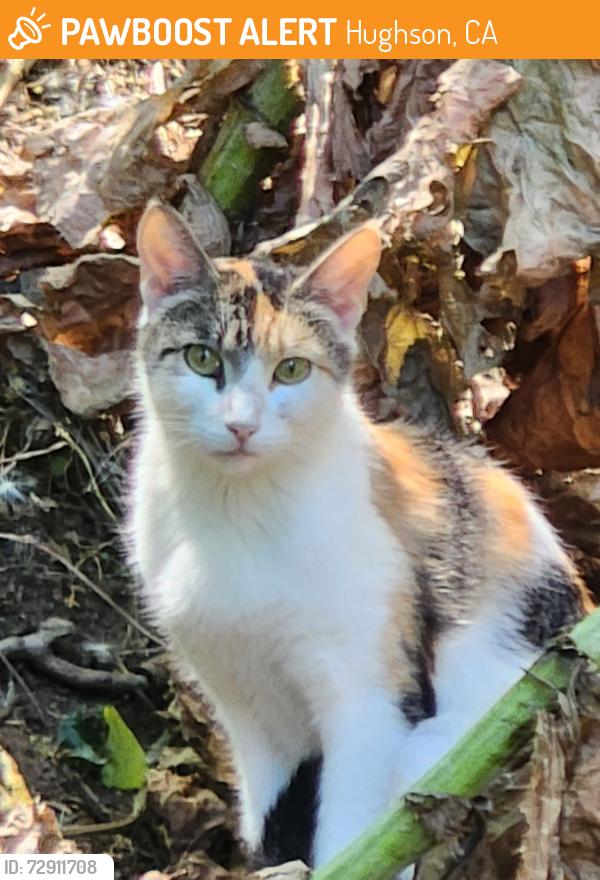 Found/Stray Female Cat last seen Park, Hughson, CA 95326