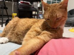 Reunited Female Cat last seen Newark Rd and Gap-Newport Pk, Toughkenamon, PA 19374