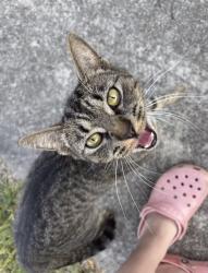 Reunited Female Cat last seen Williard Oaks (Williard Drive and 150), Oak Ridge, NC 27310