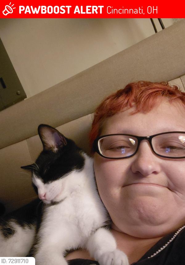 Lost Male Cat last seen Niagara , Cincinnati, OH 45251