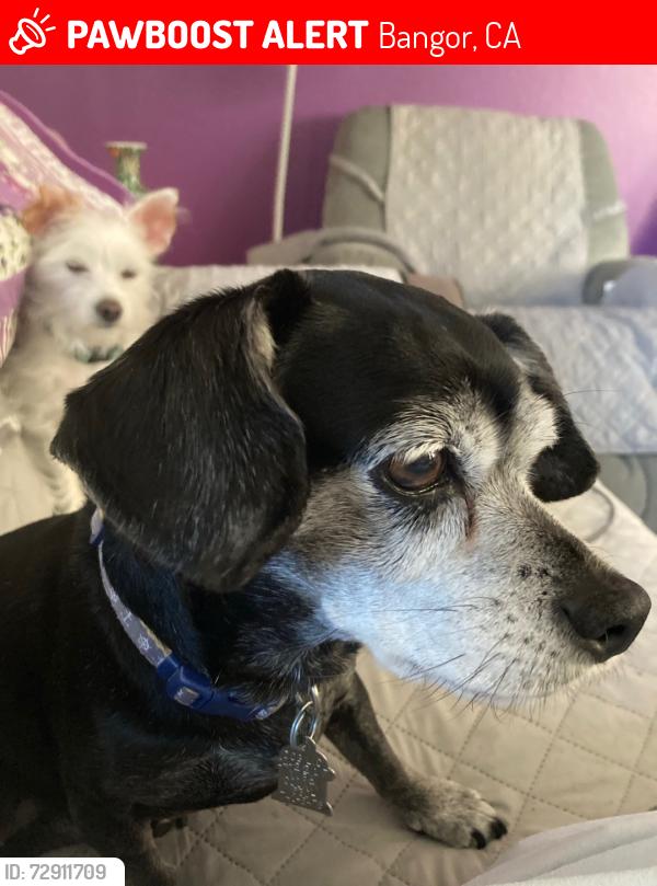 Lost Female Dog last seen Swedes flt , Bangor, CA 95914