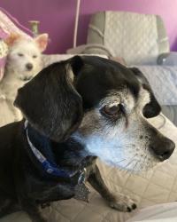 Lost Female Dog last seen Swedes flt , Bangor, CA 95914