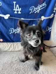 Shelter Stray Male Dog last seen , West Valley Animal Shelter, 20655 Plummer St, Chatsworth, CA 91311, USA