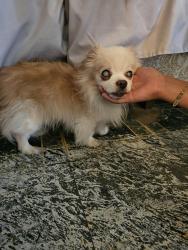 Reunited Male Dog last seen 28th, Highland, CA 92346