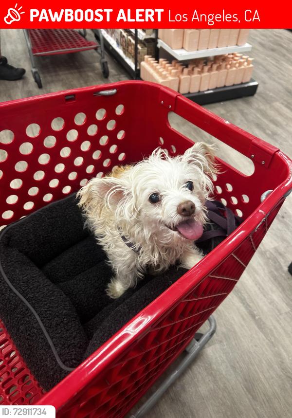 Lost Female Dog last seen San Fernando Rd, Los Angeles, CA 90045