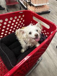 Lost Female Dog last seen San Fernando Rd, Los Angeles, CA 90045