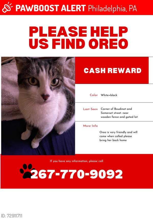 Lost Female Cat last seen Somerset st, Philadelphia, PA 19133