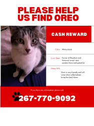 Lost Female Cat last seen Somerset st, Philadelphia, PA 19133