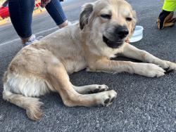 Found/Stray Female Dog last seen Lake mead and jones, Las Vegas, NV 89108