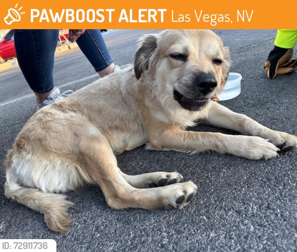 Found/Stray Female Dog last seen Lake mead and jones, Las Vegas, NV 89108