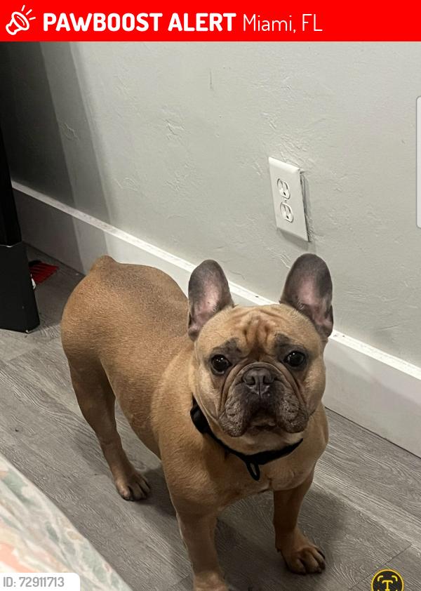 Lost Female Dog last seen Powerline and Oakland Park , Miami, FL 33125