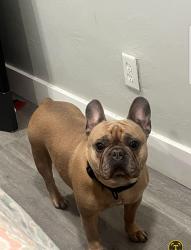 Lost Female Dog last seen Powerline and Oakland Park , Miami, FL 33125