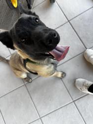 Lost Male Dog last seen Valencia and Indian agency , Tucson, AZ 85746