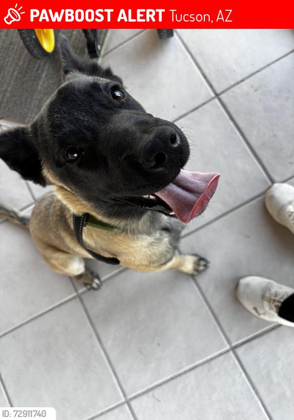 Lost Male Dog last seen Valencia and Indian agency , Tucson, AZ 85746
