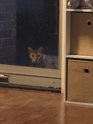 Found/Stray Unknown Cat last seen Woodland oaks drive, Schertz, TX 78154