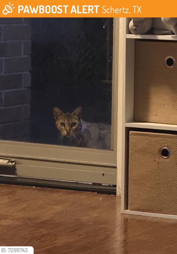 Found/Stray Unknown Cat last seen Woodland oaks drive, Schertz, TX 78154