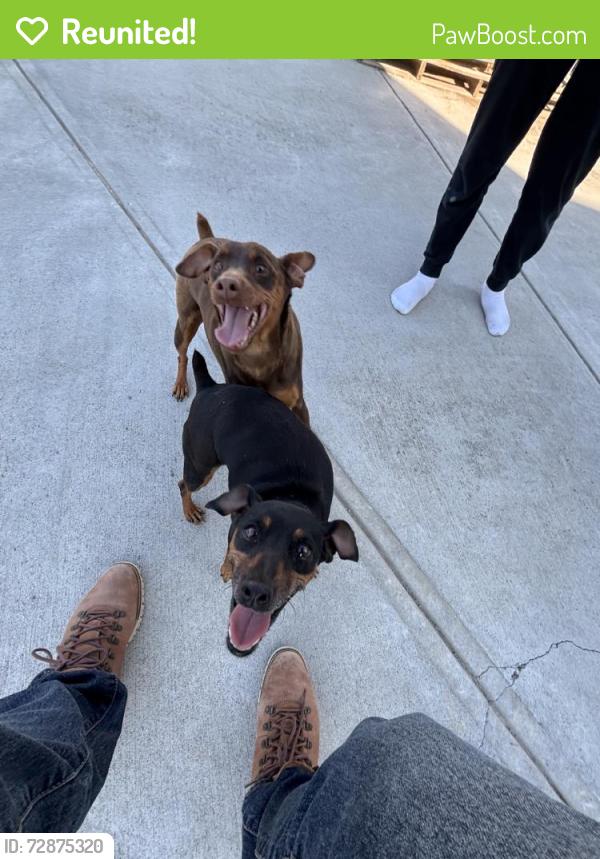 Reunited Male Dog last seen Near Silverleaf Trl, Bethlehem, GA 30620, USA, Bethlehem, GA 30620