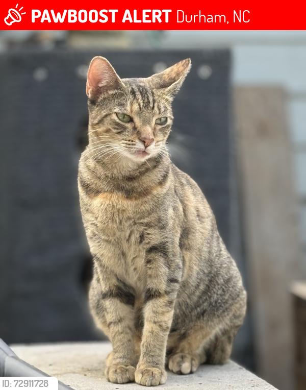 Lost Female Cat last seen Intersection of c and Elizabeth, Durham, NC 27701