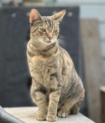 Lost Female Cat last seen Intersection of c and Elizabeth, Durham, NC 27701