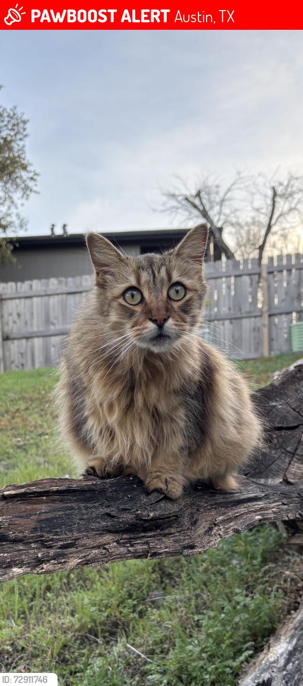 Lost Male Cat last seen Cooper, Austin, TX 78745