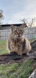 Lost Male Cat last seen Cooper, Austin, TX 78745