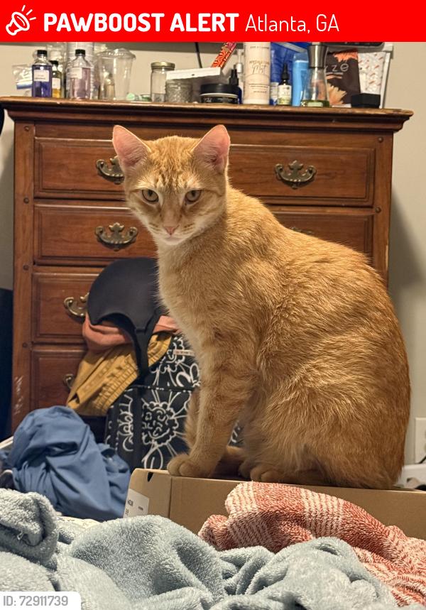 Lost Male Cat last seen Kimberly Rd, Atlanta, GA 30331