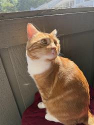 Reunited Male Cat last seen Lakeside Retreat apmts at Peachtree Corners, Peachtree Corners, GA 30092