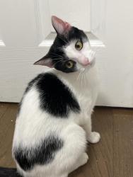 Reunited Female Cat last seen 89th Ave, Queens, NY 11421