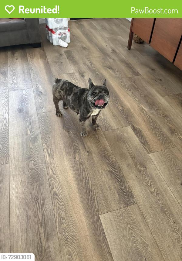 Reunited Female Dog last seen Ramona , Apple Valley, CA 92395