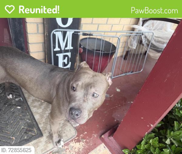 Reunited Female Dog last seen flt Shoals Road , South Fulton, GA 30349