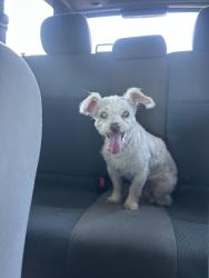 Reunited Female Dog last seen The Heights Deli, Glassell Park, Los Angeles, CA 90065