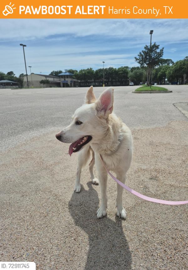 Found/Stray Male Dog last seen Between  park royal dr and park brush ln, Harris County, TX 77450