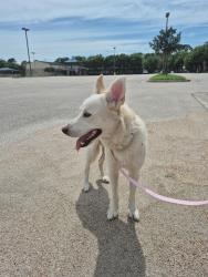 Found/Stray Male Dog last seen Between  park royal dr and park brush ln, Harris County, TX 77450