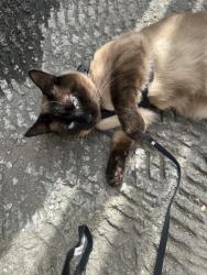 Lost Male Cat last seen Lynwood , Lynwood, CA 90262