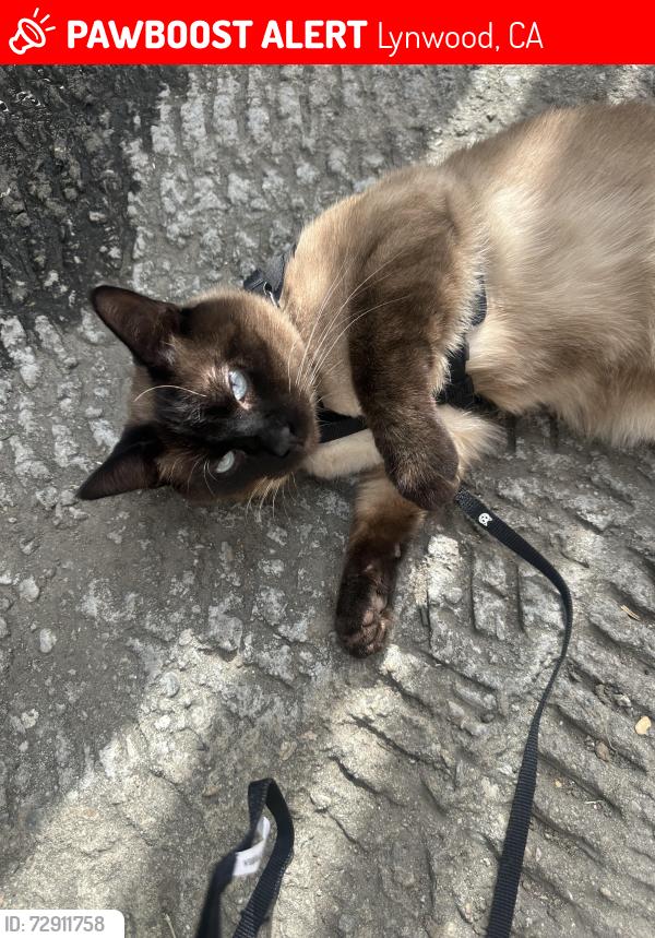 Lost Male Cat last seen Lynwood , Lynwood, CA 90262