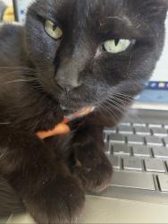 Reunited Female Cat last seen Jensen & Horne, Mesa, AZ 85203