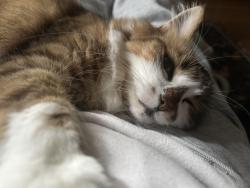 Reunited Female Cat last seen Agate Way and Palm Avenue , Carmichael, CA 95608