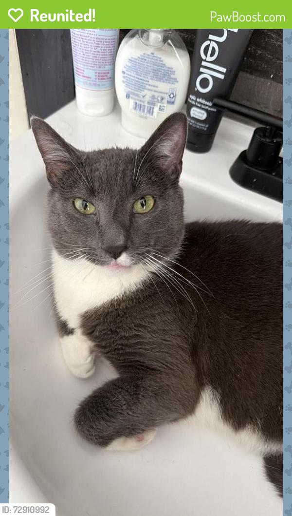 Reunited Male Cat last seen Earl st , Schuylkill Haven, PA 17972