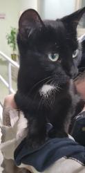 Found/Stray Female Cat last seen RIVERDALE , Ottawa, ON K1S 1S4