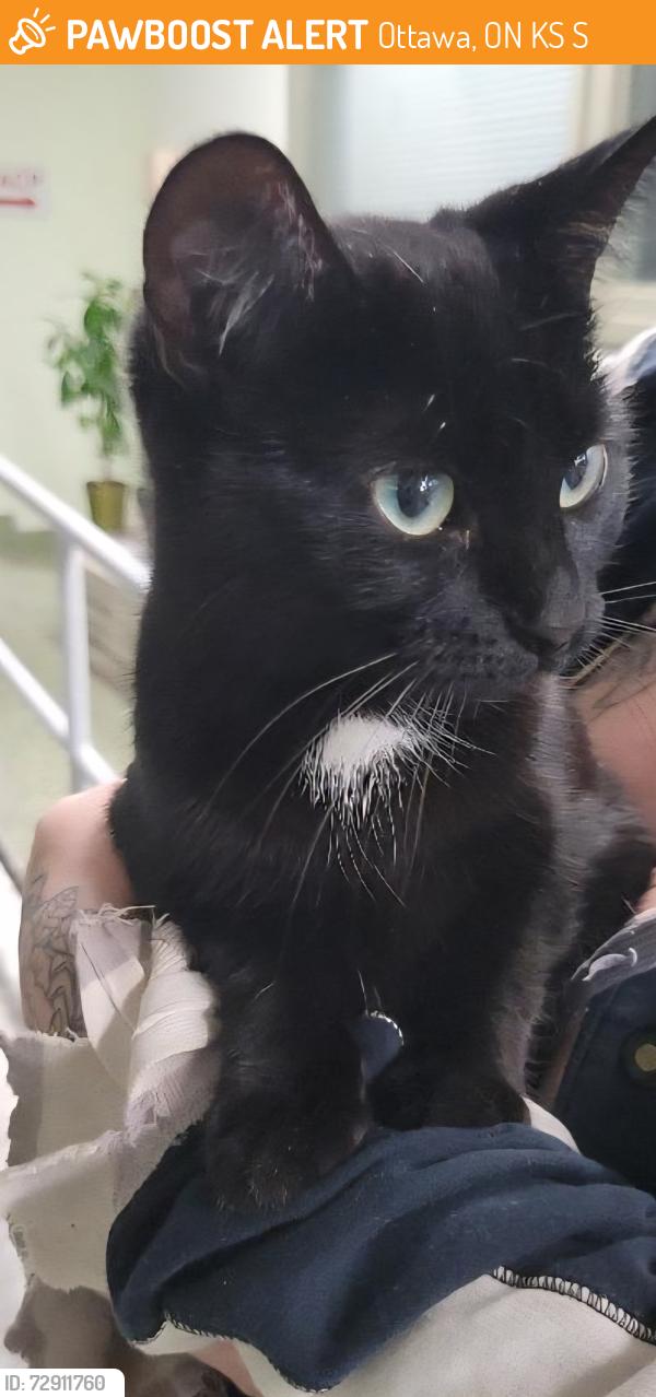 Found/Stray Female Cat last seen RIVERDALE , Ottawa, ON K1S 1S4
