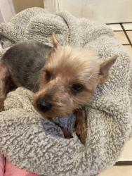 Reunited Female Dog last seen Fulton & Fernfield, Monterey Park, CA 91755