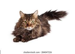 Reunited Female Cat last seen Northbrook Community Park near Valley and Ann Road NLV , North Las Vegas, NV 89031