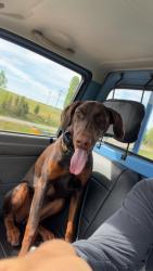 Reunited Female Dog last seen 4 mile, Racine, WI 53406