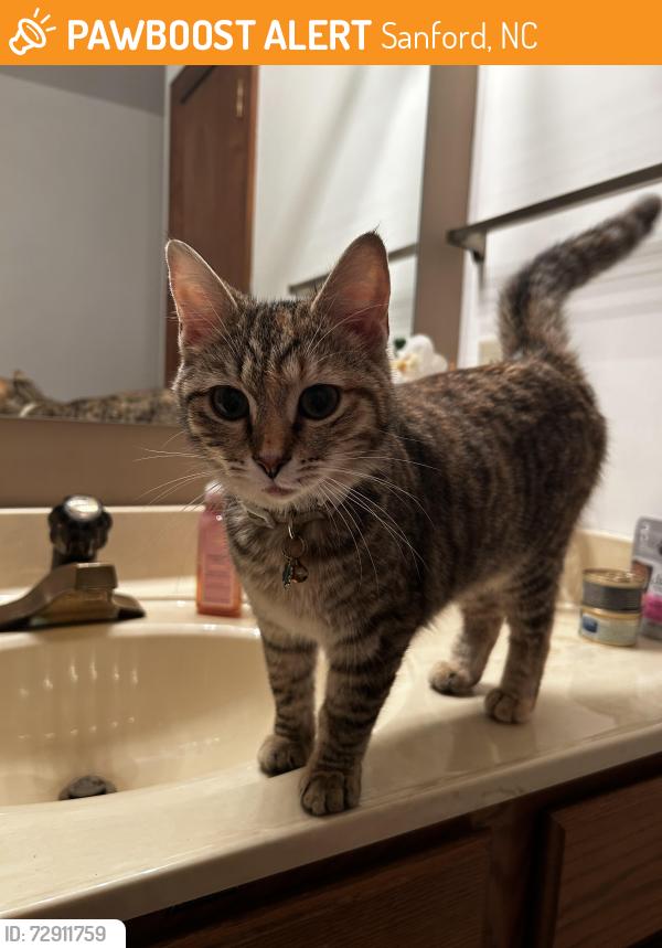 Found/Stray Unknown Cat last seen Carolina Trace Sanford NC, Sanford, NC 27332