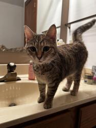 Found/Stray Unknown Cat last seen Carolina Trace Sanford NC, Sanford, NC 27332