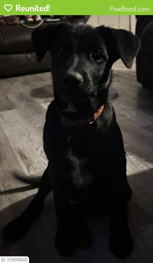 Reunited Male Dog last seen Highsaw street Seguin Texas , Seguin, TX 78155