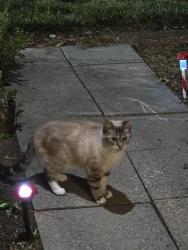 Found/Stray Unknown Cat last seen Birdneck Rd, Virginia Beach, VA 23451